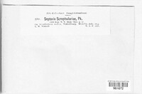 Septoria scrophulariae image